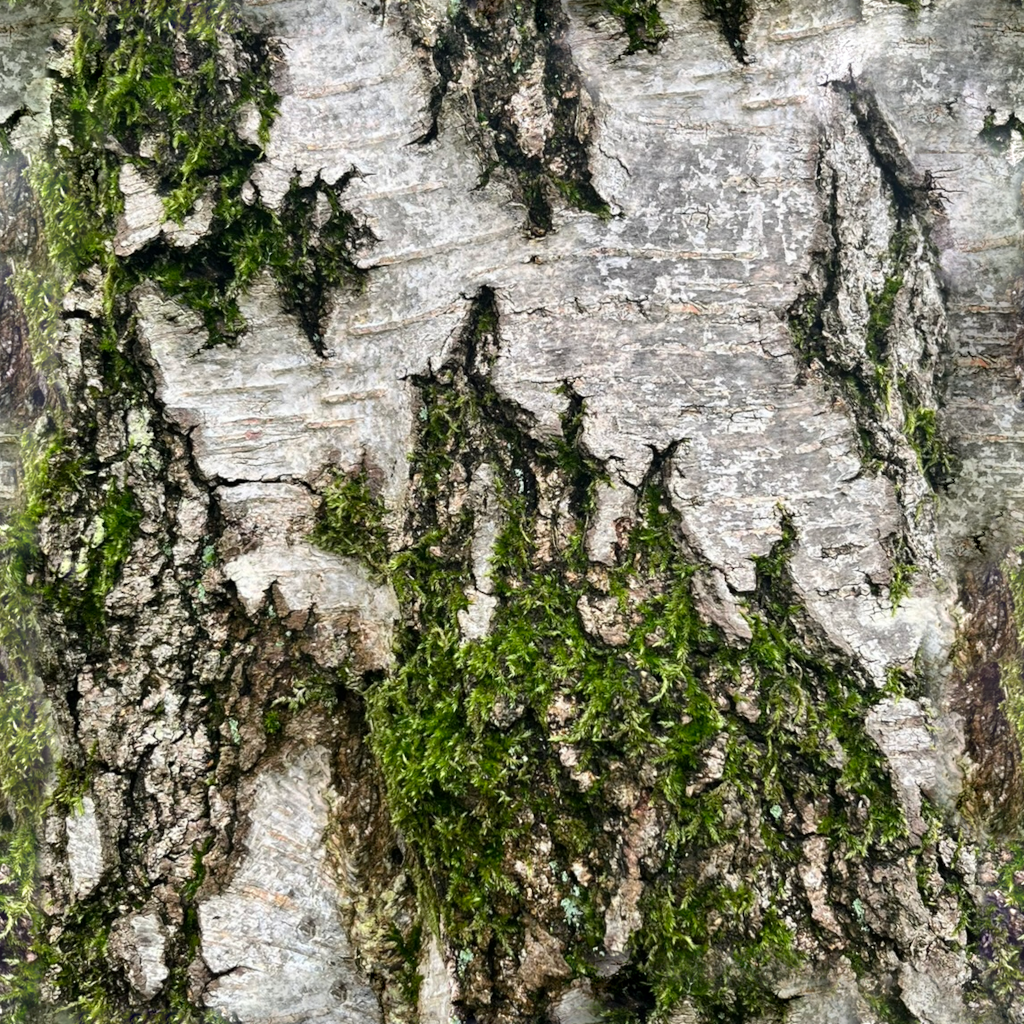 wood_tree_bark_1, Figglewatts